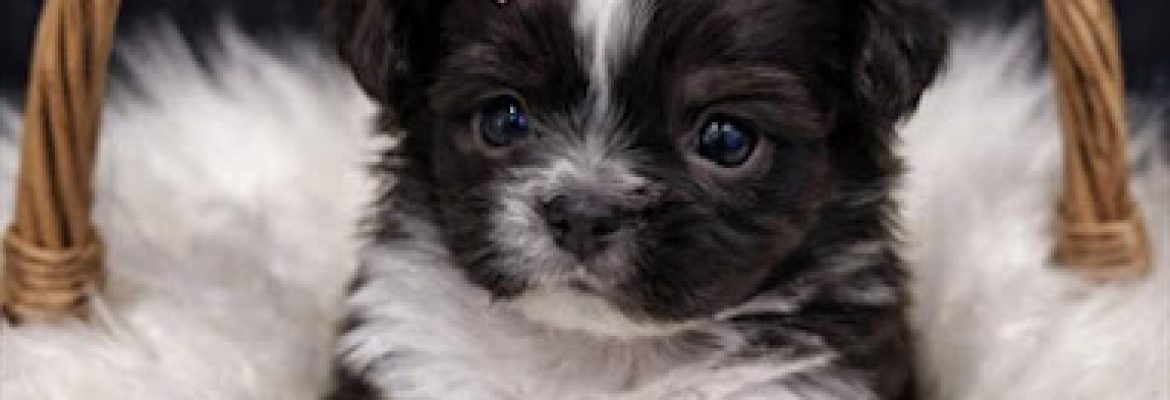 Nationwide Puppies Inc.