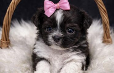 Nationwide Puppies Inc.