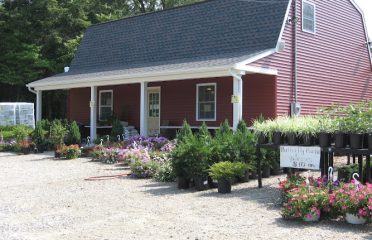 Sunflower Farm