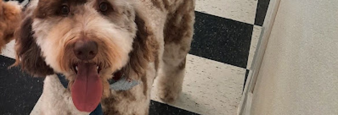 My Fetching Hound