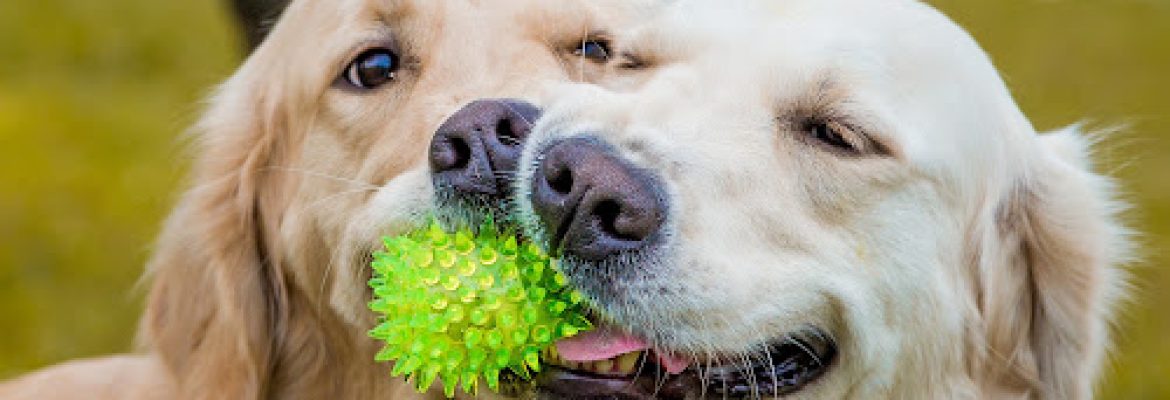 Crane Hollow Goldens