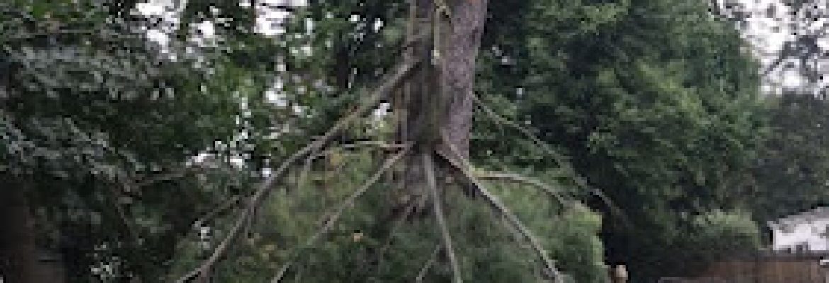 GreenLeaf Tree Removal Llc