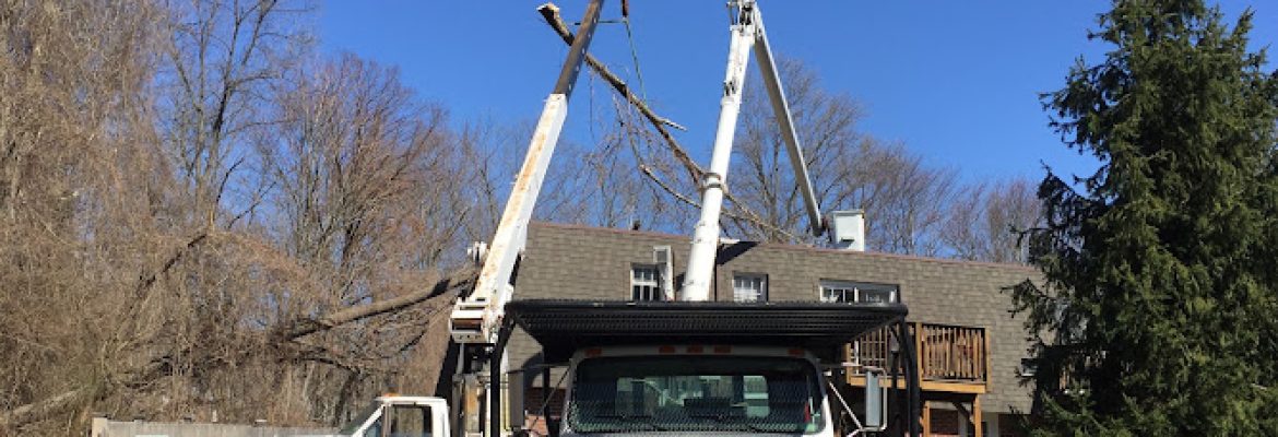 Darien Tree Service LLC
