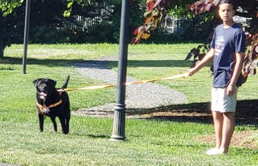 Day Hill Kennels