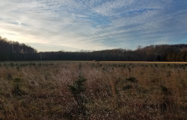 Wettemann Family Tree Farm