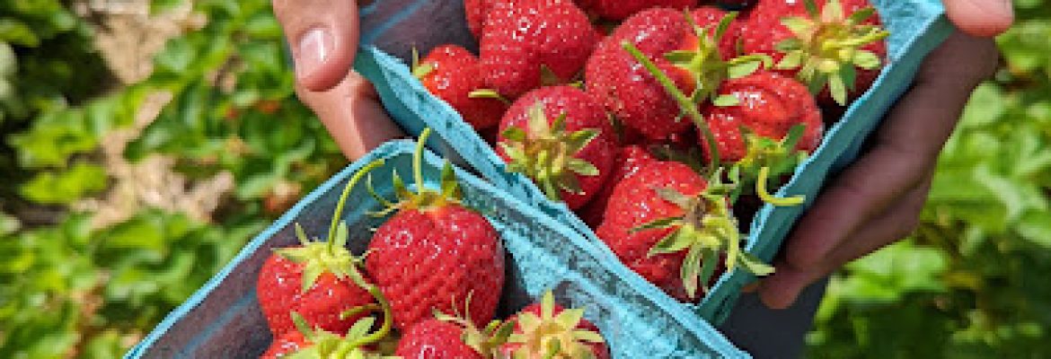 U-Pick Strawberries – Starvish Farm
