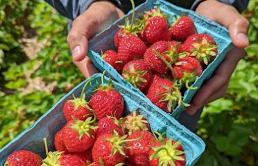 U-Pick Strawberries – Starvish Farm