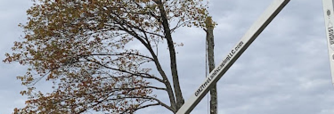 GM 2 Tree Services