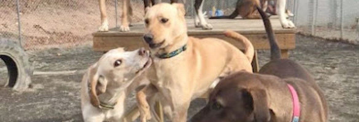 Roaring Brook Kennels