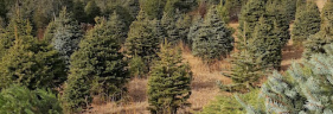 Slady’s Christmas Tree Farm
