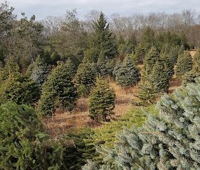 Slady’s Christmas Tree Farm