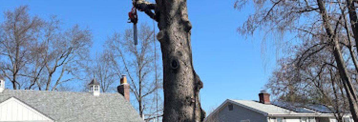 OAK LANDSCAPING & TREE SERVICES