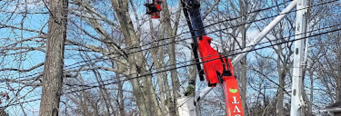 Green Valley Tree LLC