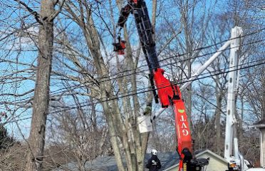 Green Valley Tree LLC