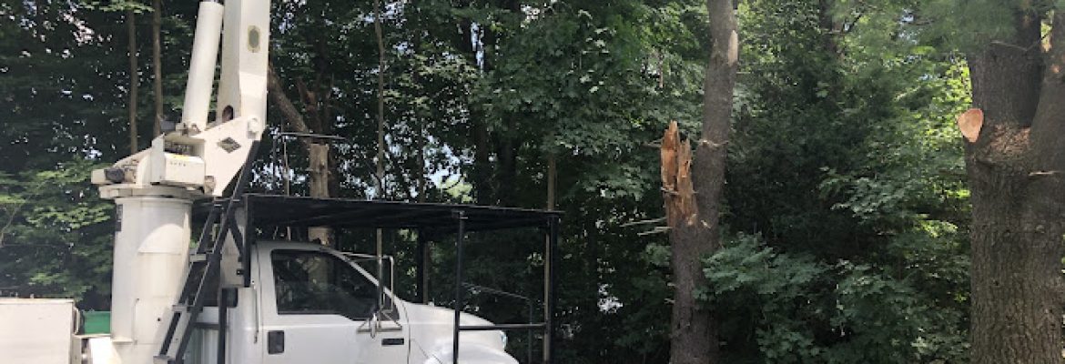 Cutterz Tree Removal Services LLC