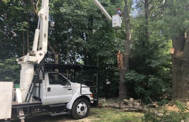 Cutterz Tree Removal Services LLC