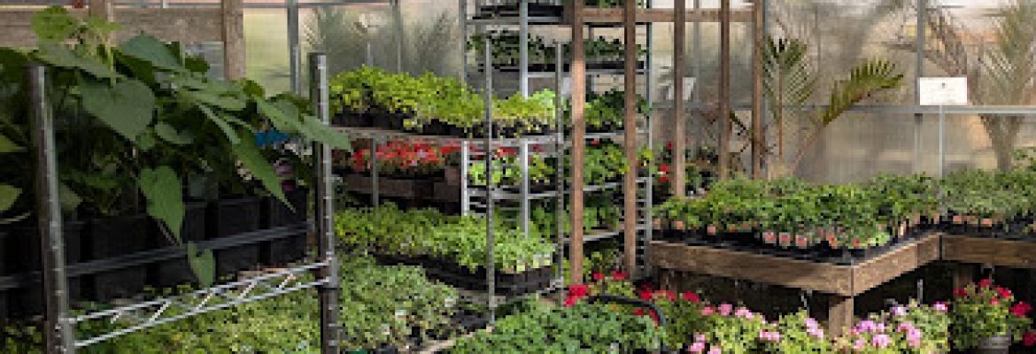 Old Saybrook Garden Center