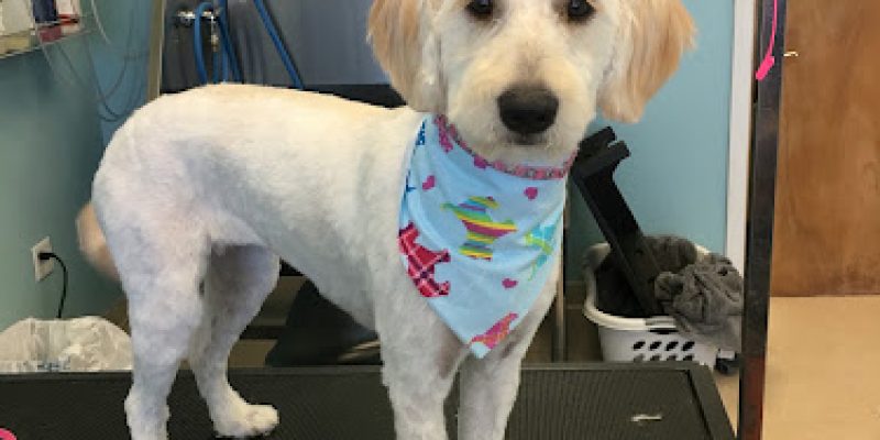 LovingTouchDogGrooming