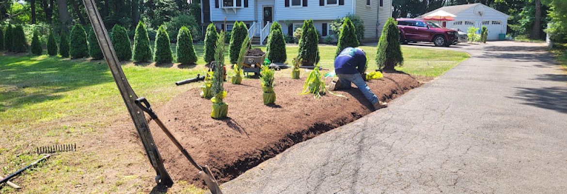 Amorales landscaping services llc & tree removal