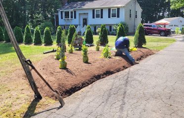 Amorales landscaping services llc & tree removal