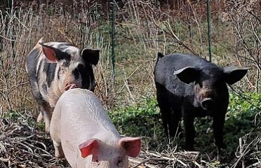 The Stead Farm