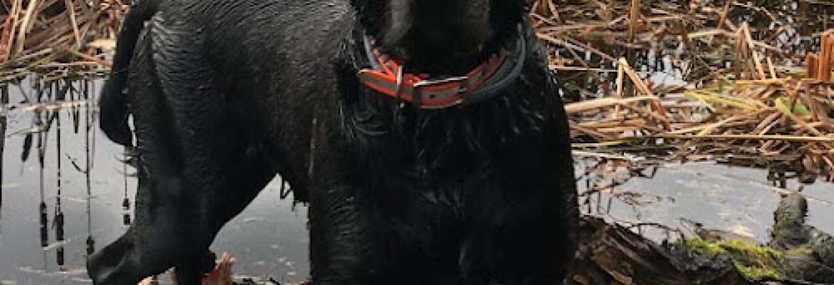 South Shore Kennels – Labrador Retrievers