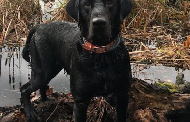 South Shore Kennels – Labrador Retrievers