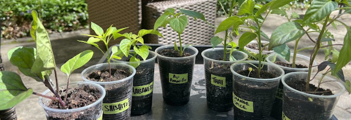 Black Bear Lawn & Garden LLC