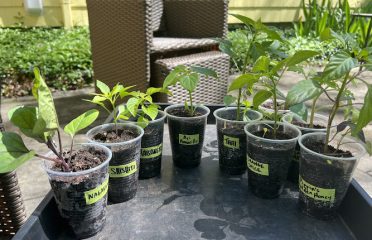 Black Bear Lawn & Garden LLC