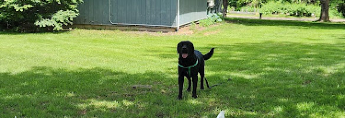 Pet Stop Dog Fence