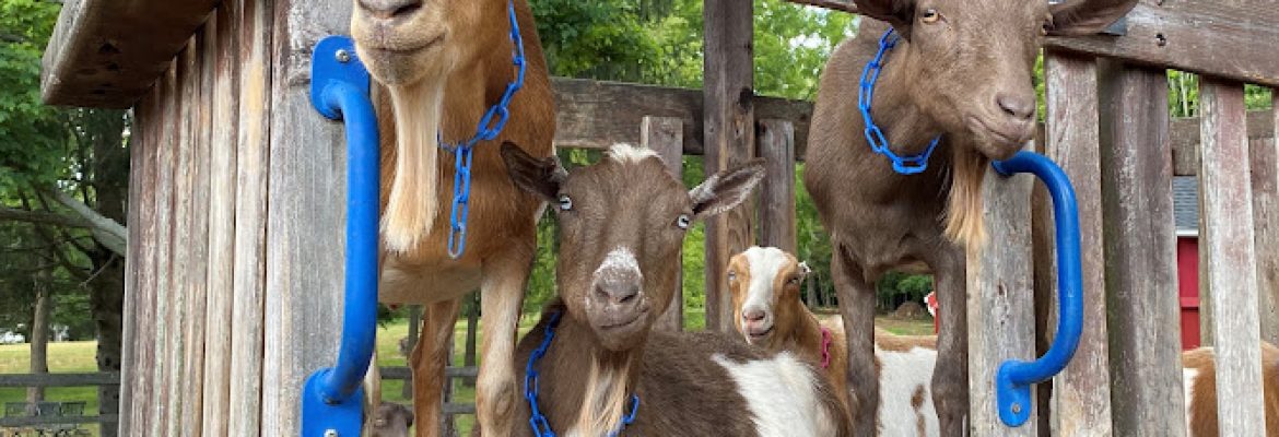 Bradley Mountain Farm