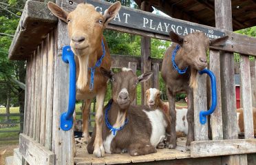 Bradley Mountain Farm