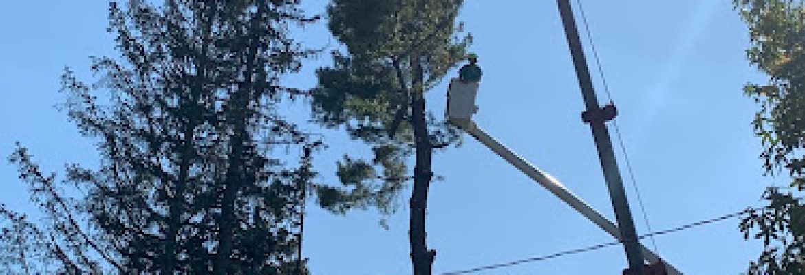 Pete The Tree Guy, LLC