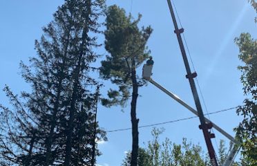 Pete The Tree Guy, LLC
