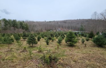 Bakerville Tree Farm