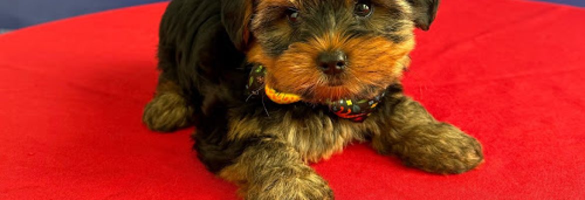 The Puppy Palace CT