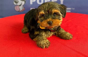 The Puppy Palace CT