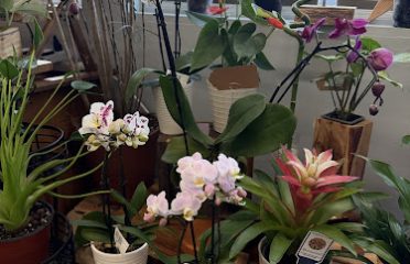 The Plant Kiosk