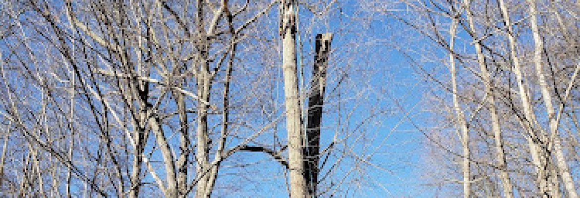 Bear Rock Landscaping llc