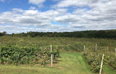 Old Fitchfarm vineyard and small occasion site .
