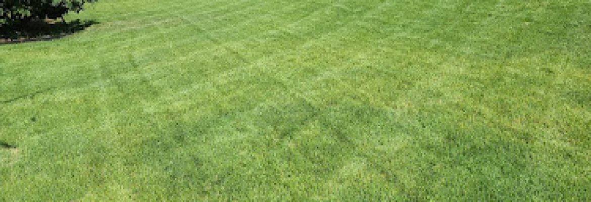 Steve’s Property Maintenance llc