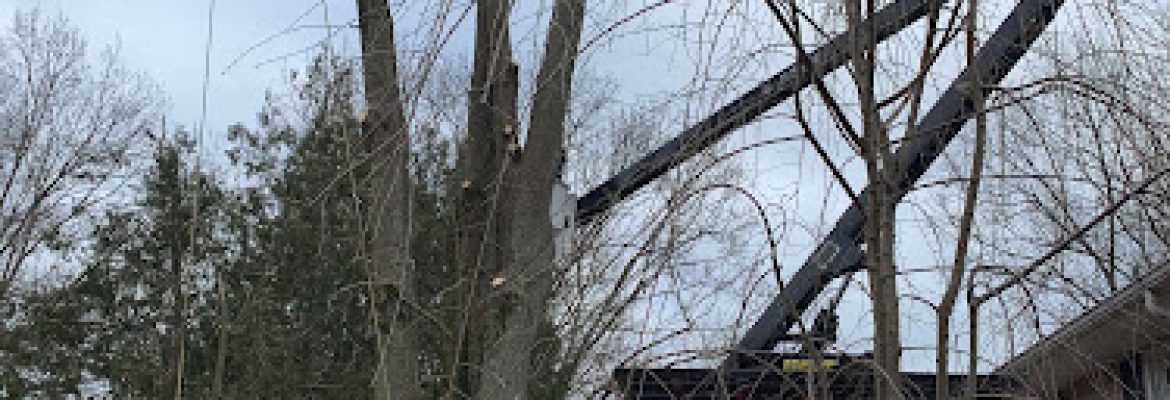 E.C. Tree LLC