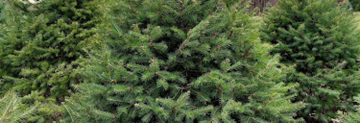Yurechko Tree Farm