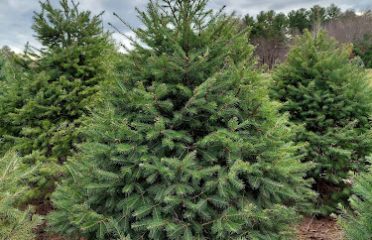 Yurechko Tree Farm