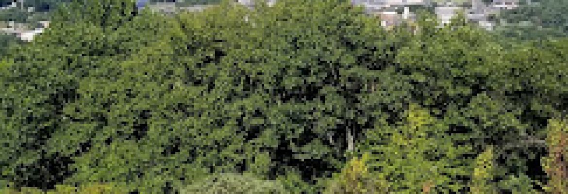 Circular Services (Previously Supreme Forest Products)