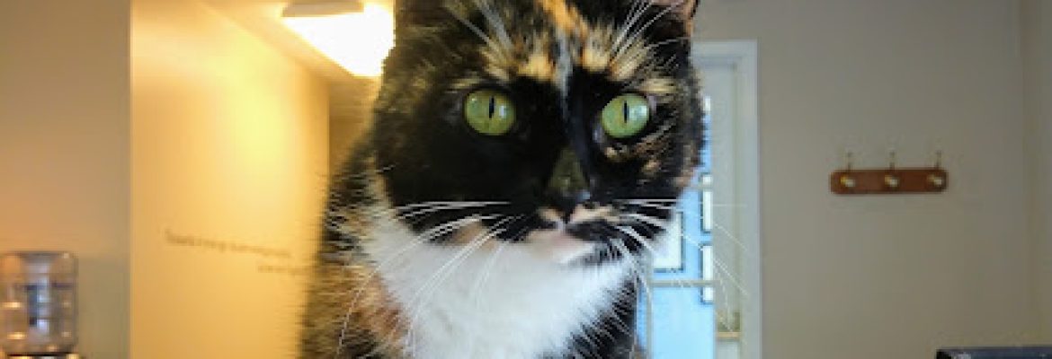 New England Cat Care