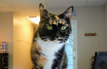 New England Cat Care