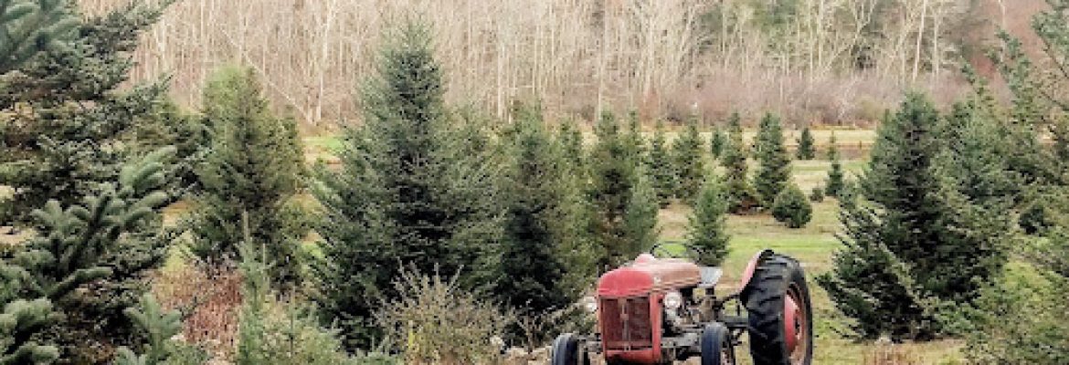 JC Tree Farm