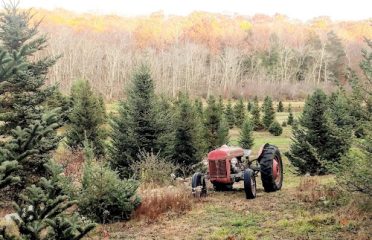 JC Tree Farm