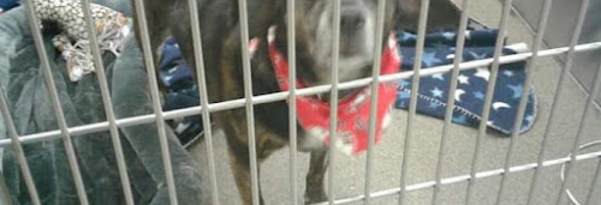 Connecticut Humane Society
